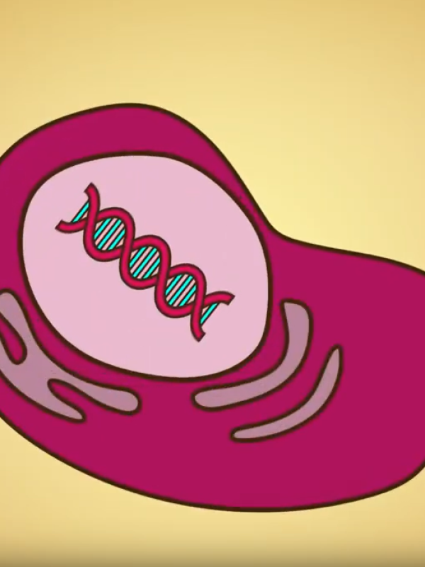 dna_lengde2
